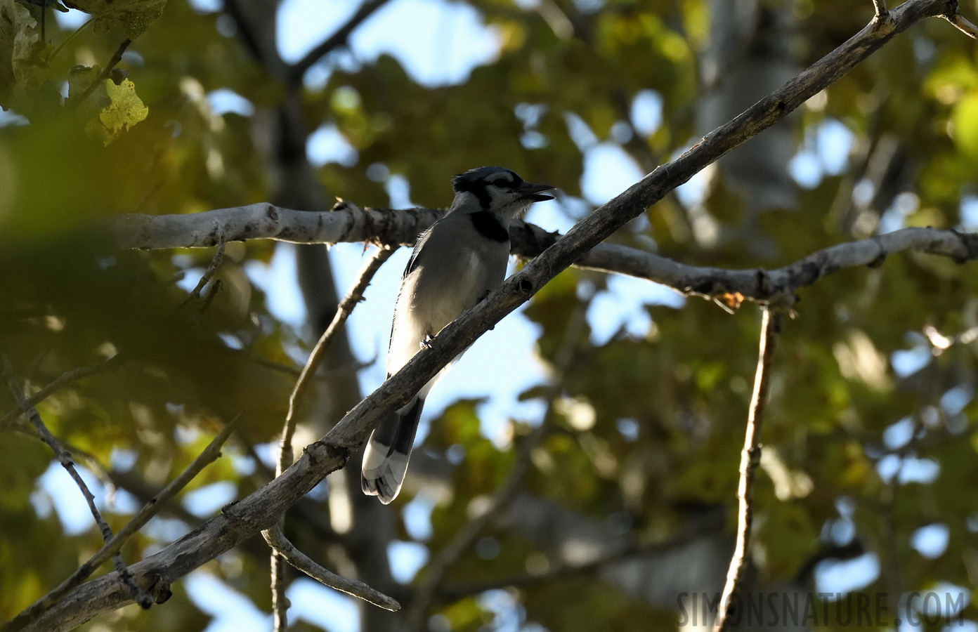 Cyanocitta cristata bromia [400 mm, 1/640 Sek. bei f / 8.0, ISO 1600]